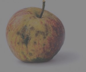 rotten apple with black holes in it